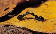 How Do Ants Protect Themselves?