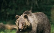 Fun Facts About Hibernation and Bears for Preschoolers