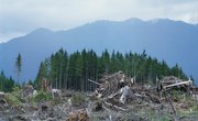 Timber Industry Effect on Water Pollution