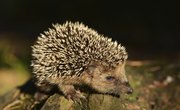 Hedgehog Adaptation