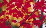 Red Maple Tree Facts