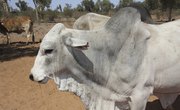 What Is the Hump in Brahman Cattle?
