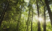 What Products Are Made From Trees?