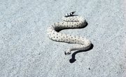 The Hibernating Snakes of Arizona