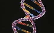 How Does DNA Replication Affect Your Body?