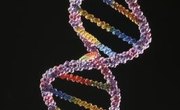 Difference Between Mutation & Genetic Drift