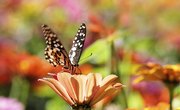 What do Butterflies do for the Environment?