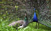 How Do Peacocks Mate?