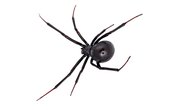 Poisonous Spiders Native to Illinois