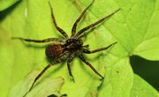 Types of Spiders in Michigan's Upper Peninsula