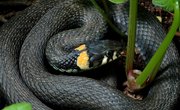 Black Snakes with Yellow Rings in Georgia