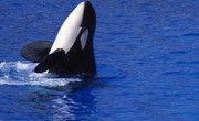 The Ecosystem of Killer Whales