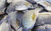 Difference Between Male & Female Tilapia