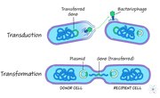 Transformation, Transduction & Conjugation: Gene Transfer in Prokaryotes