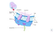 Plasma Membrane: Definition, Structure & Function (with Diagram)