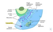 Lysosome: Definition, Structure & Function
