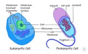 Prokaryotic vs Eukaryotic Cells: Similarities & Differences