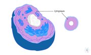 Cytoplasm: Definition, Structure & Function (with Diagram)