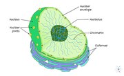 Nucleus: Definition, Structure & Function (with Diagram)