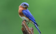 What Direction Should a Bluebird House Face?