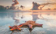 When to Get Starfish on the Beach?