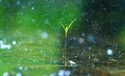 The Rain's Importance to Life on Earth