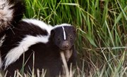 Physical & Behavioral Adaptation of Skunks