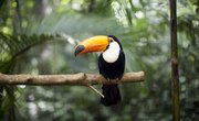 Animals That Live in the Canopy Layer of the Rainforest