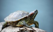 Where Do Turtles Live & Lay Their Eggs?