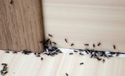 Difference Between Ants & Termites
