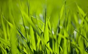 How Much Oxygen Does Grass Make?