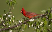 How to Care for an Injured Red Cardinal