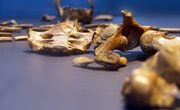 Types of Fossils & How They Are Formed