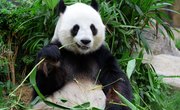 How Do Giant Pandas Survive?