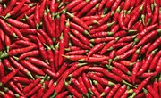 How to Make Hot Pepper Suet