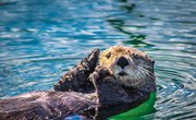 How to Build an Otter Shoebox Habitat