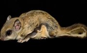 Predators of the Southern Flying Squirrel