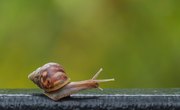 Characteristics of Snails & Slugs
