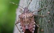 The Life Cycle of a Stink Bug