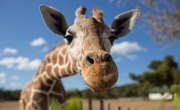 How Does a Giraffe Breathe?