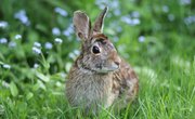 About Wild Rabbits