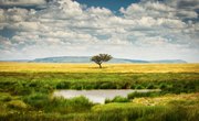 What Is a Grassland Biome?