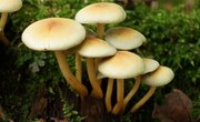 How to Identify Poisonous Mushrooms