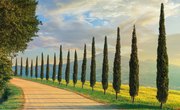 Types of Cypress Trees