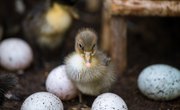 What Is the Incubation Period for Duck Eggs?