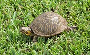 Behavioral Adaptations of the Box Turtle