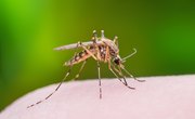 Difference Between Mosquito & Sand Fly Bites