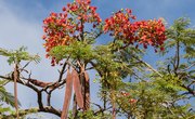 Growth Rate of the Royal Poinciana