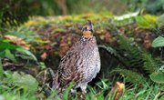 The Difference Between Pharaoh Quail Vs. Bobwhite Quail