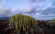 10 Organisms Living in the Desert Biome